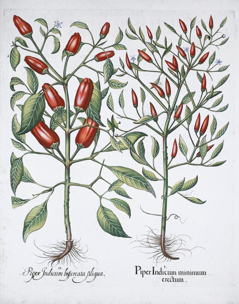 Chili paprika növények, 1613 alkotó: Unbekannt