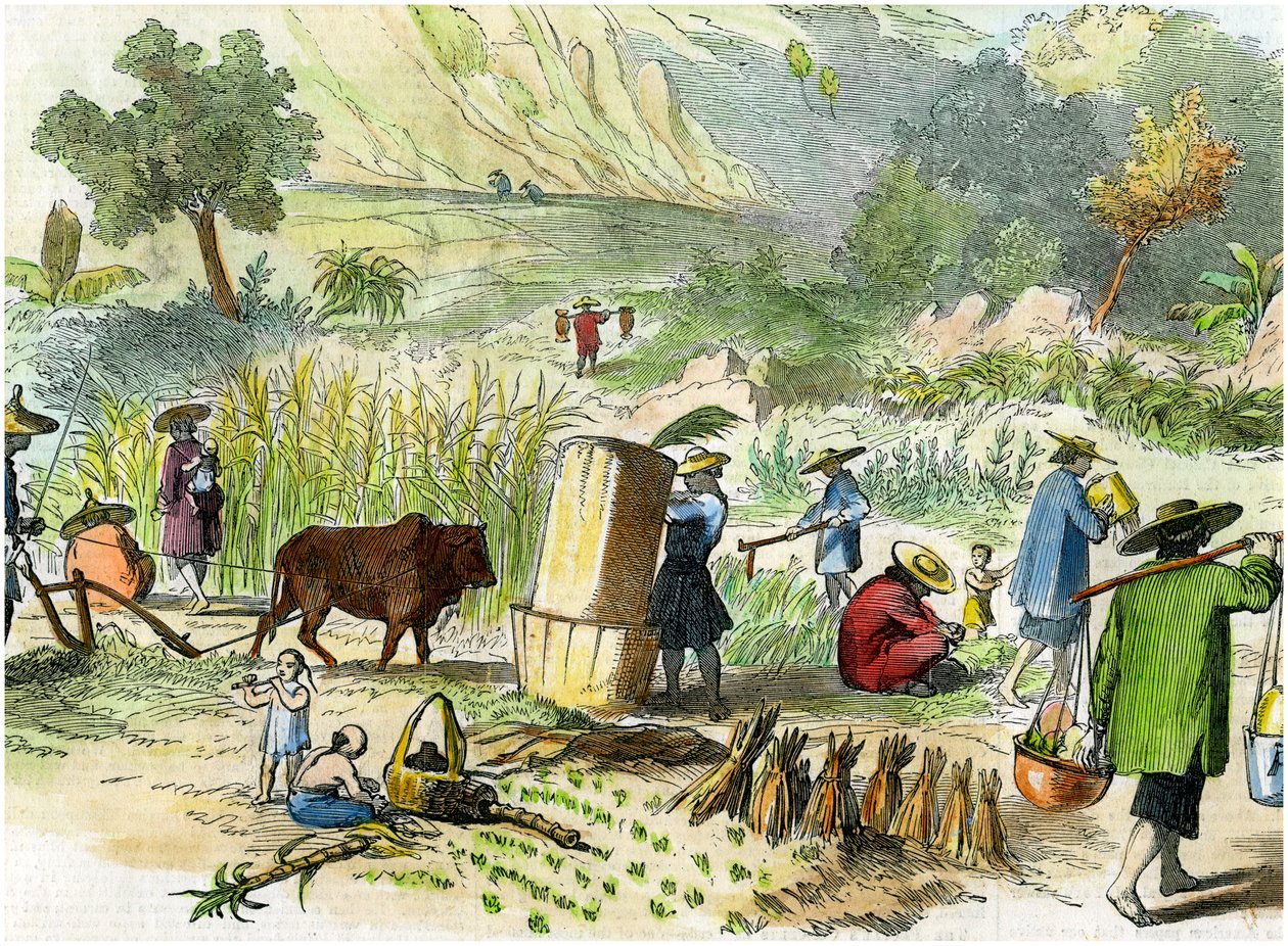 Kínai betakarítás, Hong Kong, 1875 alkotó: Unbekannt