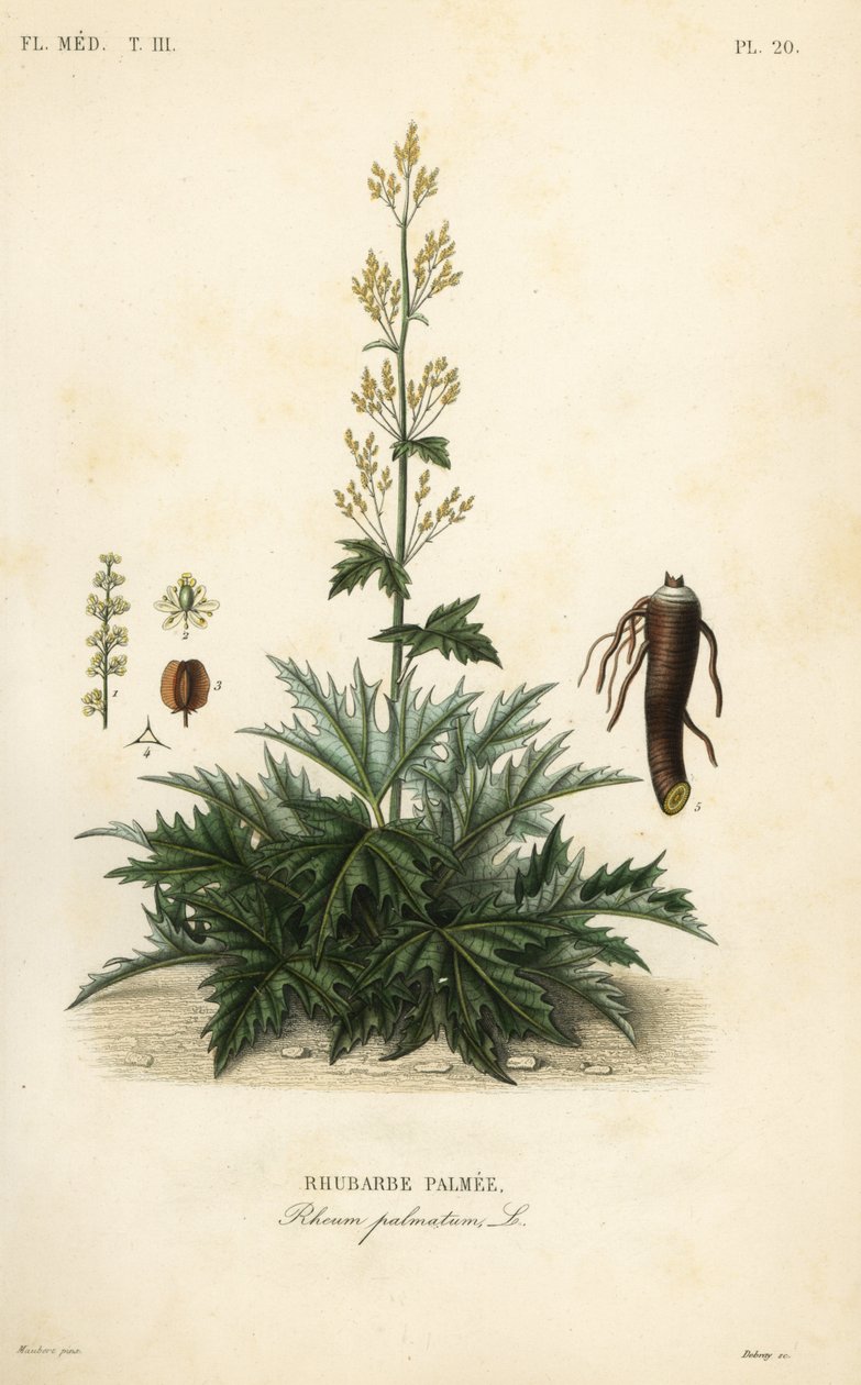 Kínai rebarbara vagy rebarbara gyökér, Rheum palmatum, Rebarbara pálma alkotó: Unbekannt