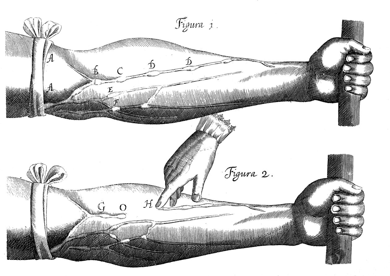 A vérkeringés, 1628 alkotó: Unbekannt