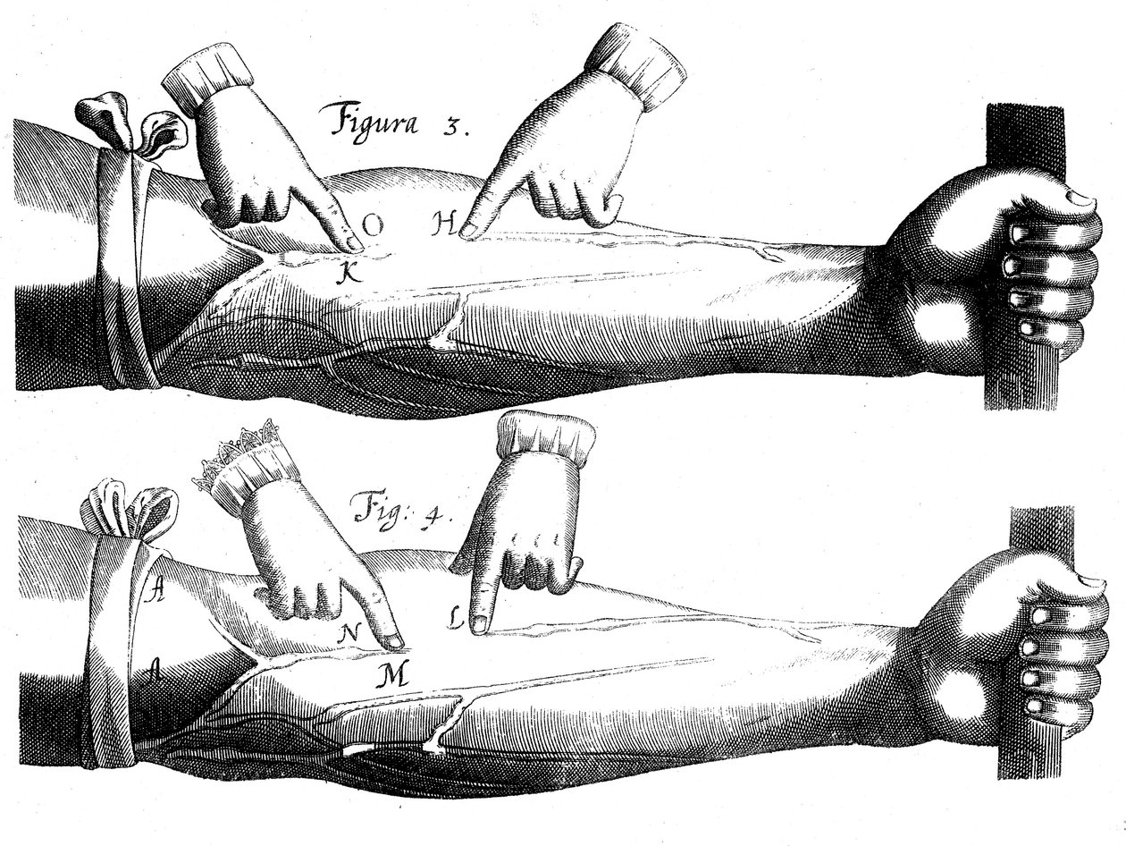 A vérkeringés, 1628 alkotó: Unbekannt