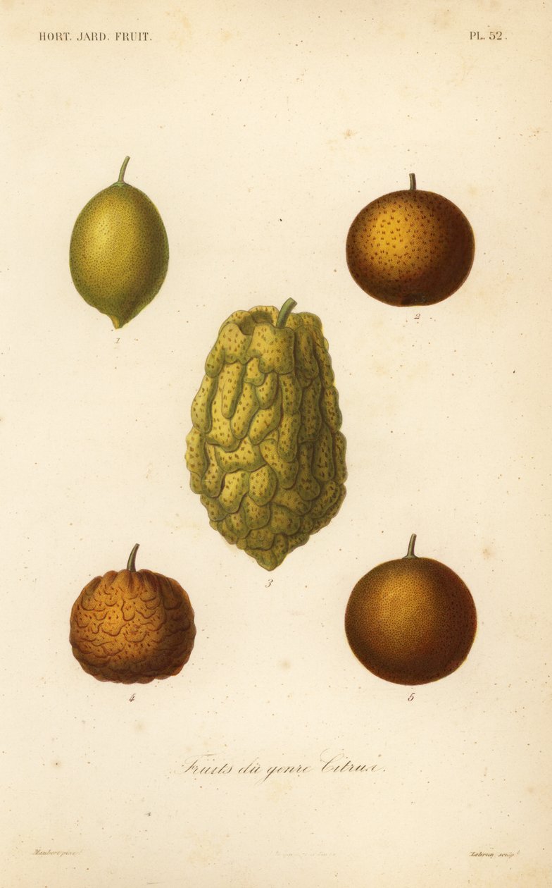 Citrusfélék, citrusfélék alkotó: Unbekannt