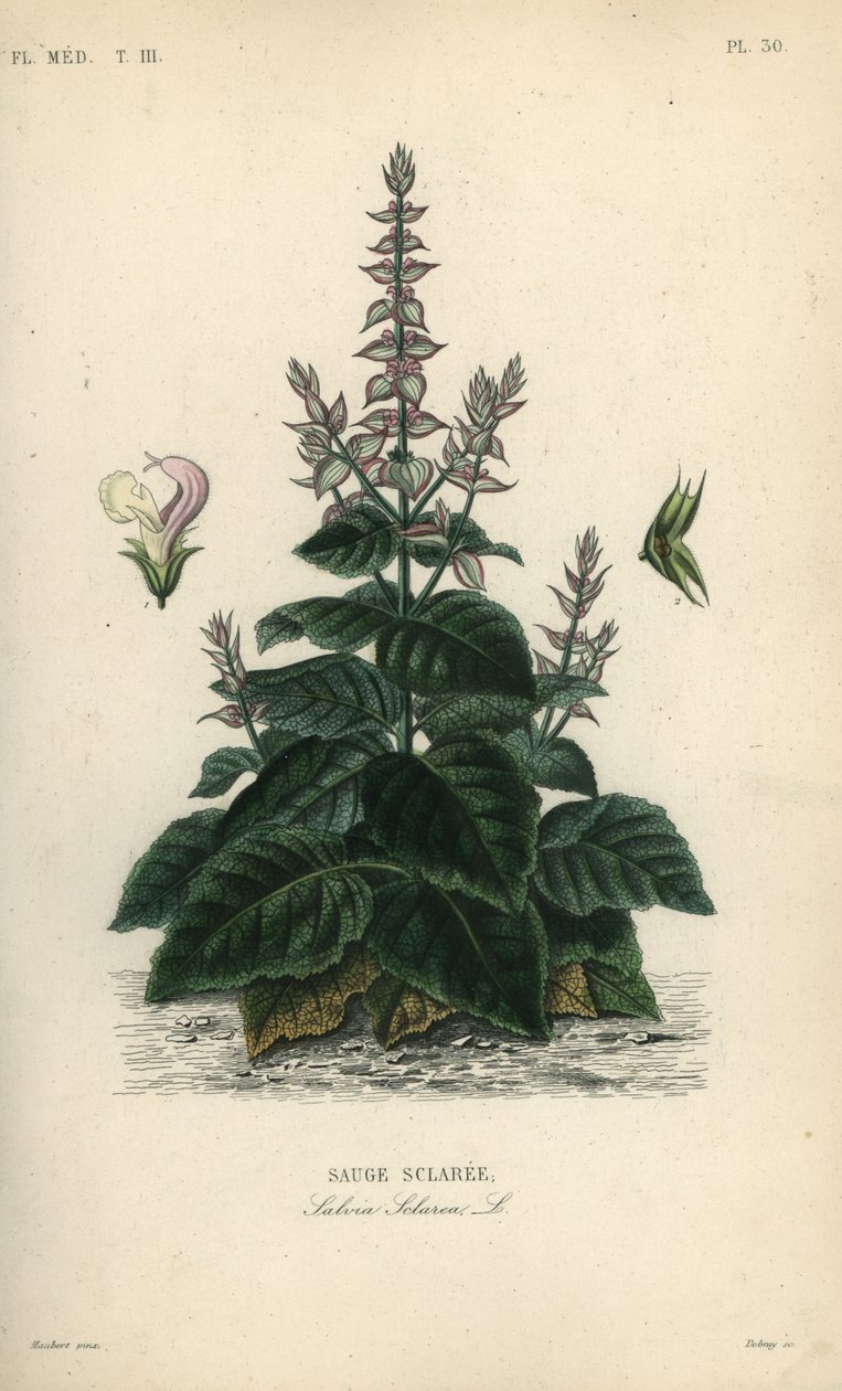 Mályvazsálya, Salvia sclarea, Sauge sclaree alkotó: Unbekannt