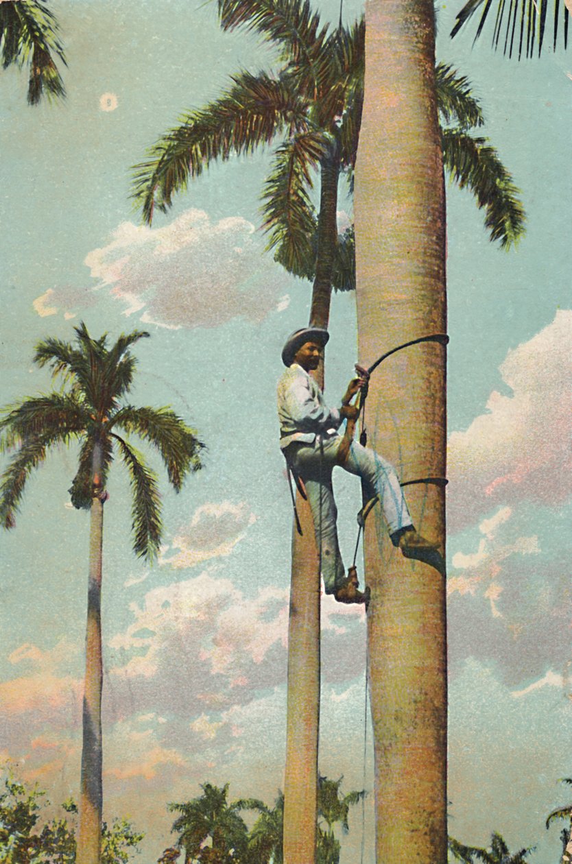 Climbing the Royal Palm – Climbing the Royal Palm, 1910. alkotó: Unbekannt