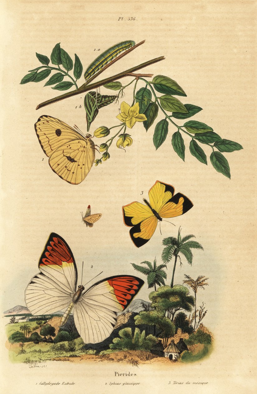 Felhőtlen kén, Phoebis sennae 1, nagy narancssárga hegy, Hebomoia glaucippe 2 és mexikói sárga, Eurema mexicana 3 alkotó: Unbekannt