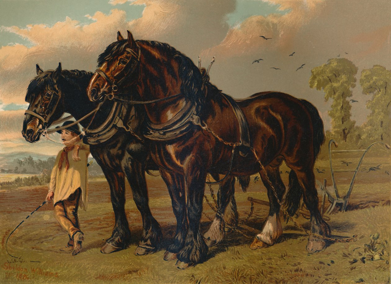 Clydesdale Stallion & Mare, 1879. alkotó: Unbekannt