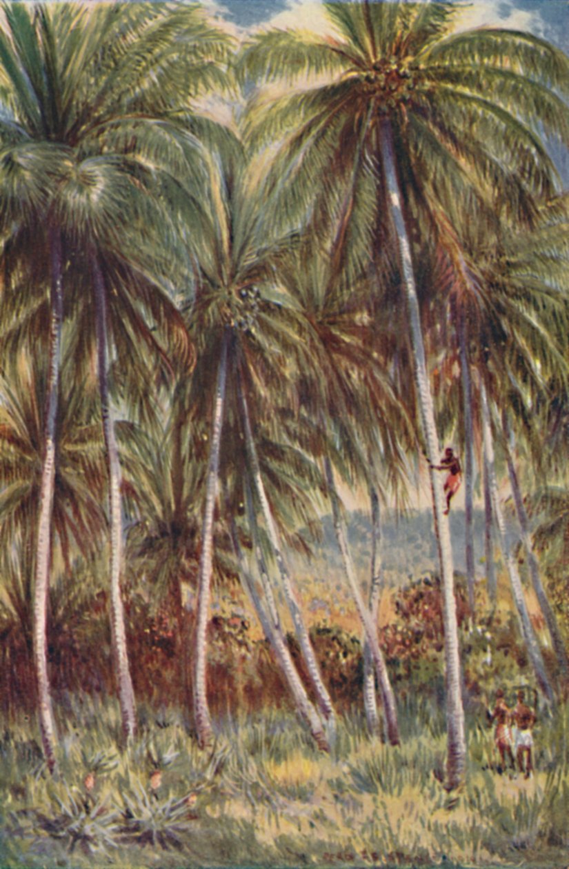 Kókuszpálma Észak-Queenslandben, 1923. alkotó: Unbekannt
