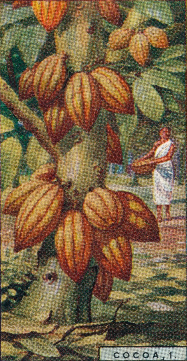 Kakaó, 1. - Kakaófa, Trinidad, 1928 alkotó: Unbekannt