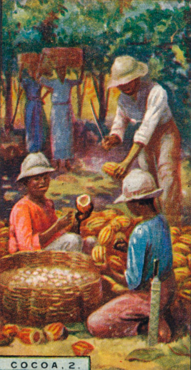 Kakaó, 2. - Opening the Pods, Trinidad, 1928 alkotó: Unbekannt