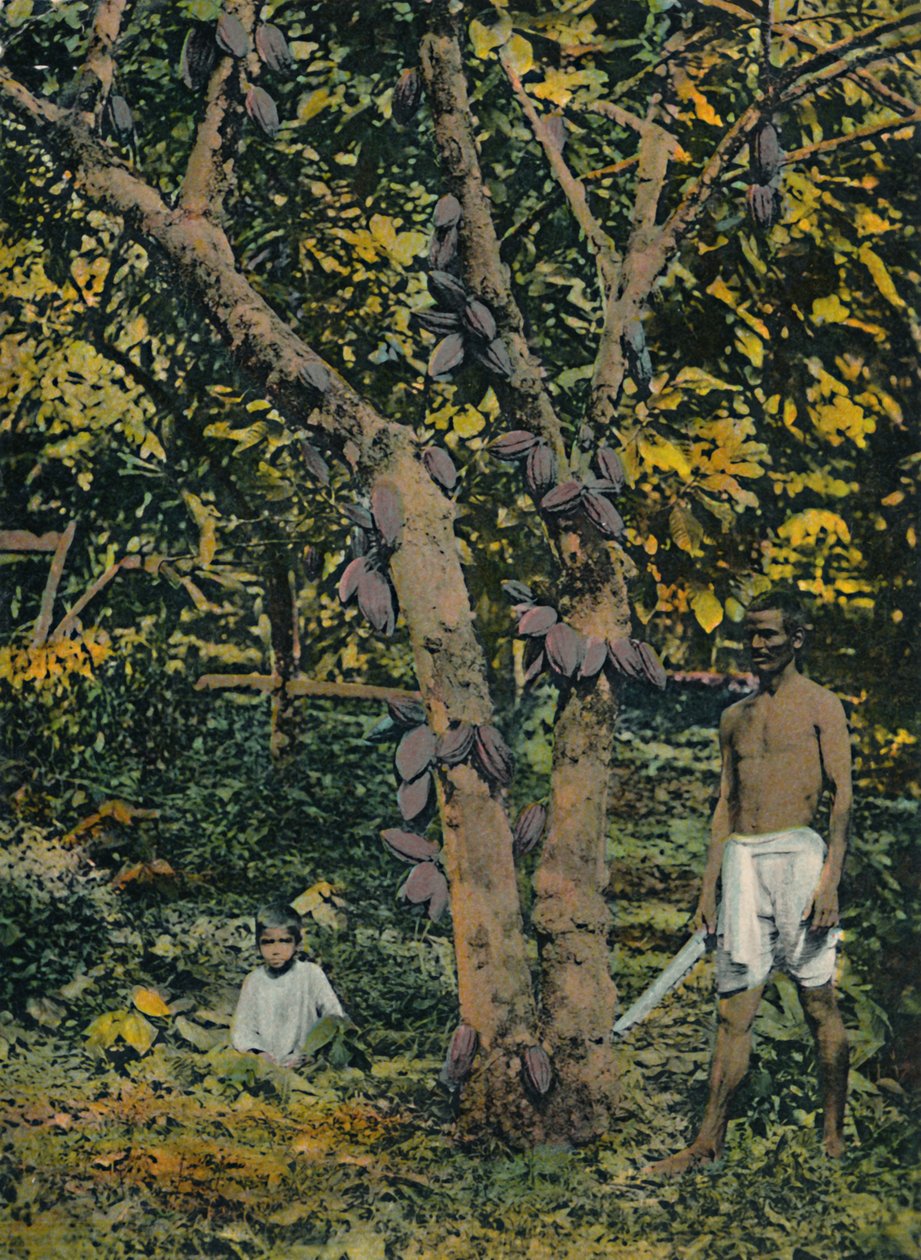 Kakaó teljes csapágyban, Trinidad és Tobago, 1914. alkotó: Unbekannt
