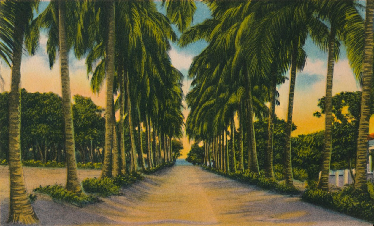 Coconut Avenue, Barranquilla, 1940-es évek, alkotó: Unbekannt