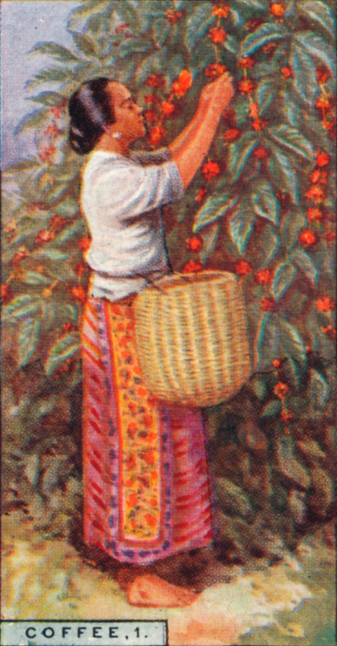 Kávé, 1. - Gathering the Berries, Kelet-India, 1928 alkotó: Unbekannt