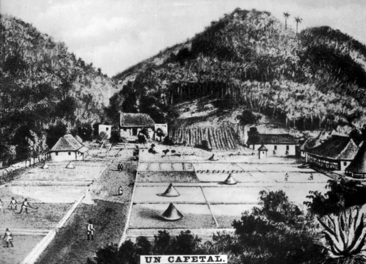 Kávéültetvény, Kuba, 1768 c1910 alkotó: Unbekannt