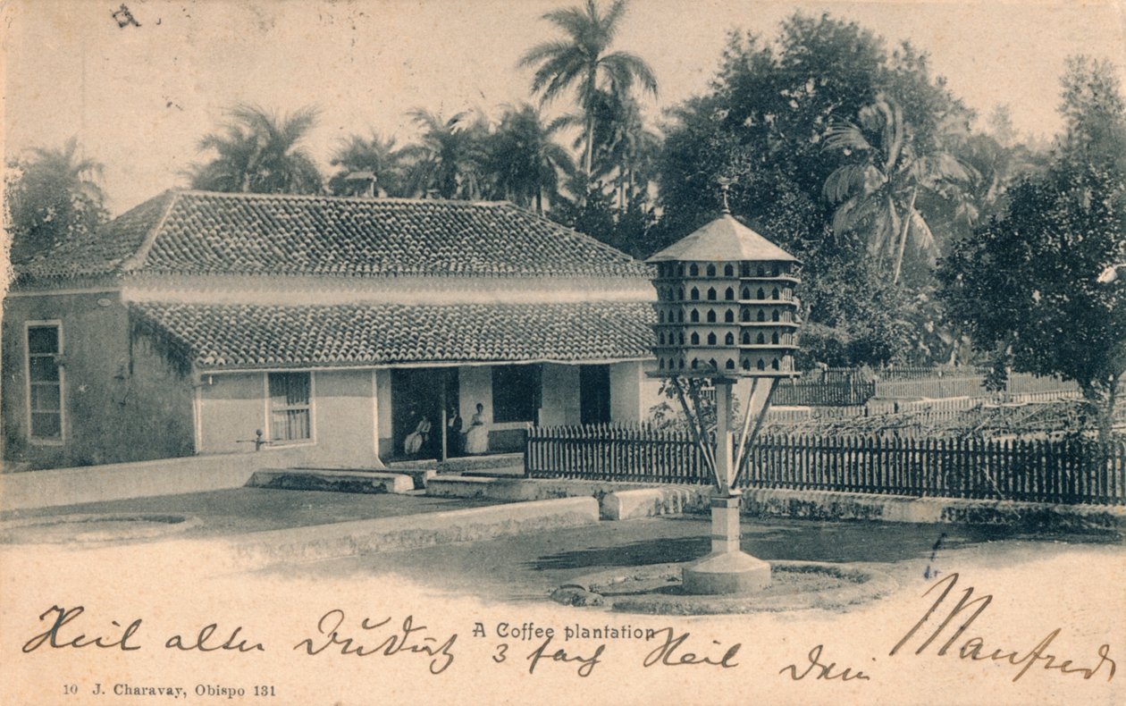 Kávéültetvény, c1900 alkotó: Unbekannt