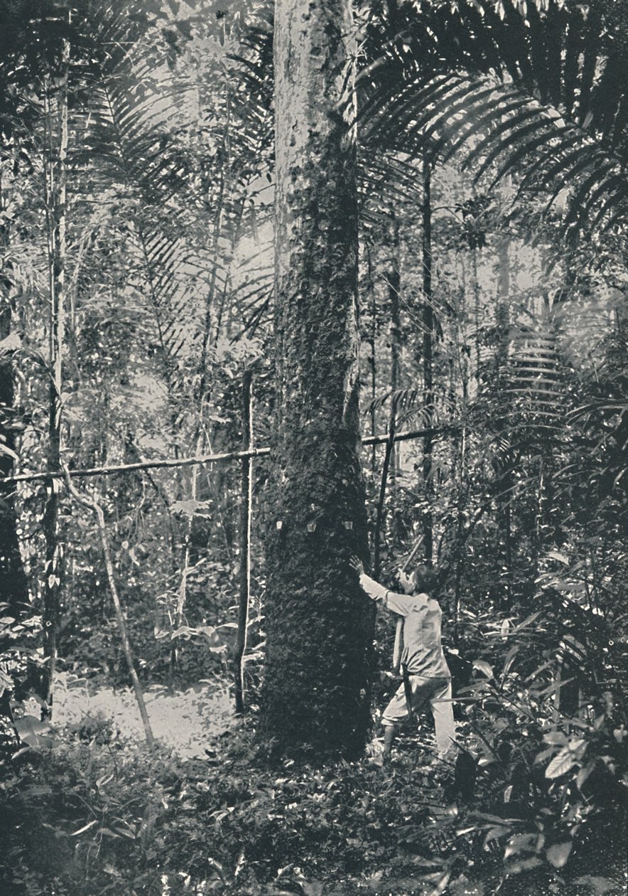 Gumigyűjtés, 1916 alkotó: Unbekannt