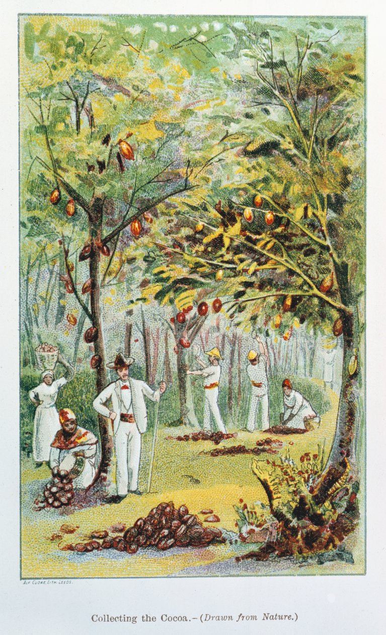 Kakaógyűjtés, Venezuela, 1892 alkotó: Unbekannt