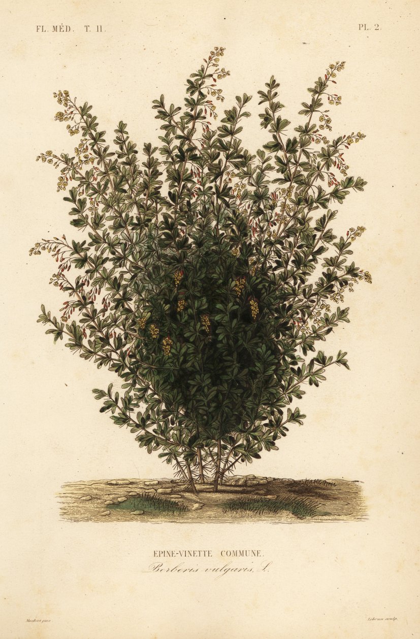 Közönséges borbolya, Berberis vulgaris, Epine-vinette commune alkotó: Unbekannt
