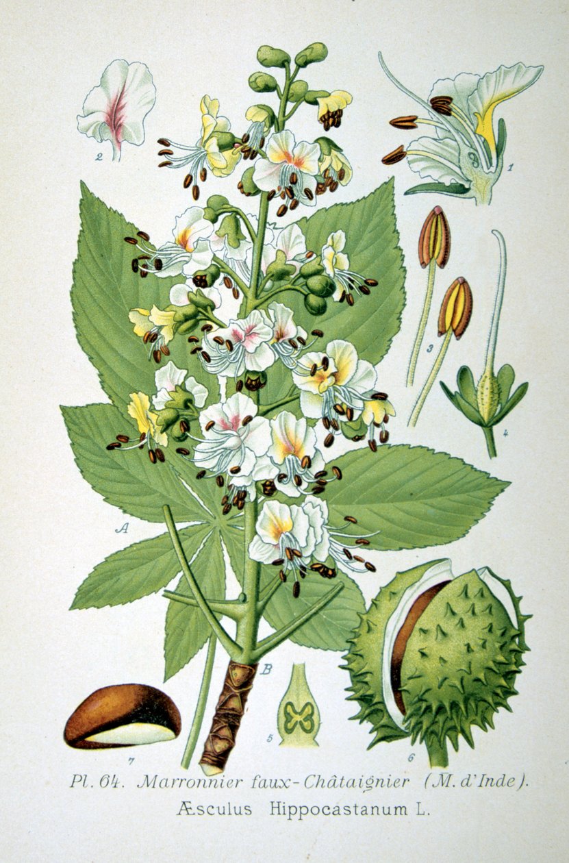 Közönséges vadgesztenye, 1893 alkotó: Unbekannt