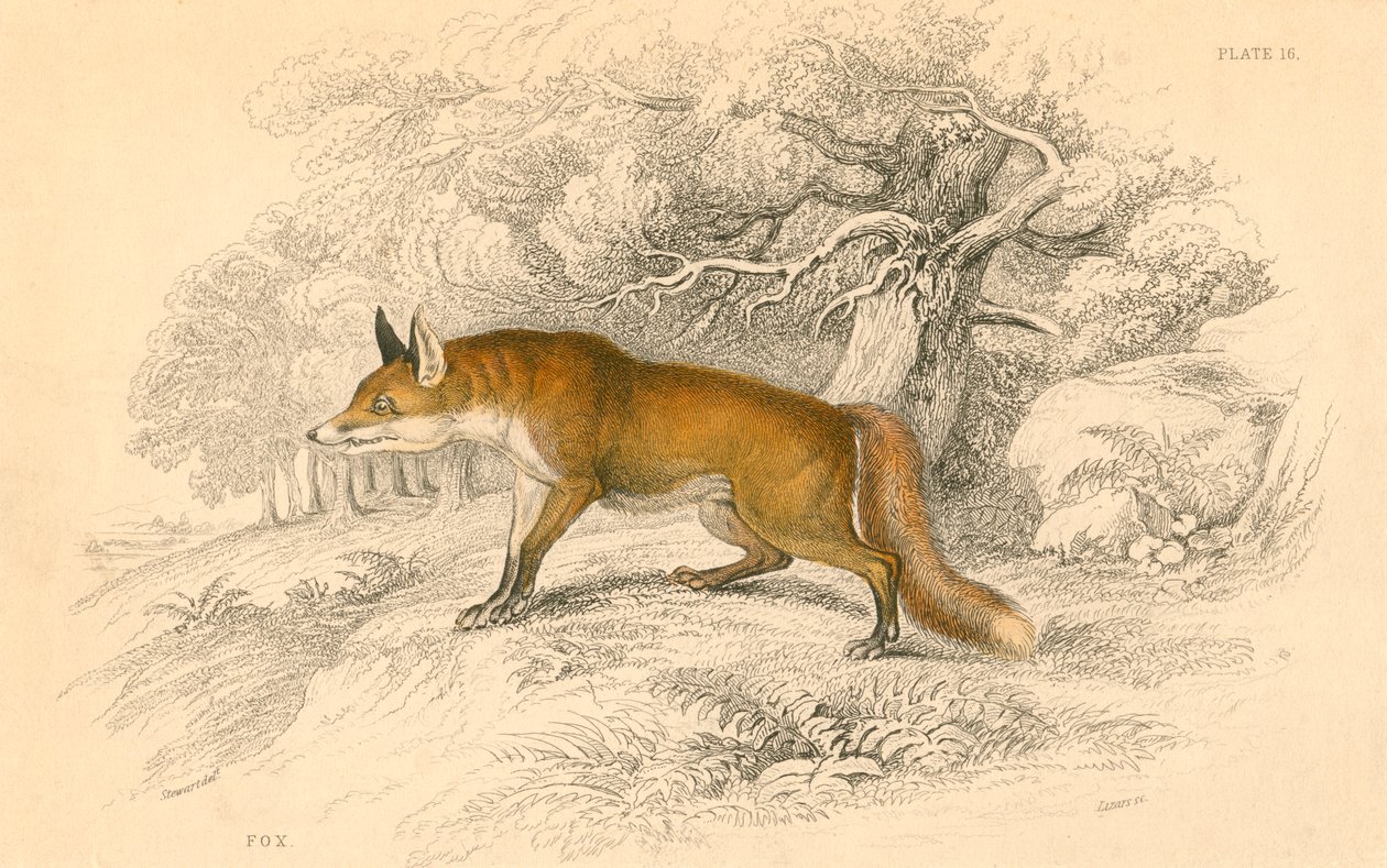 Közönséges vagy vörös róka Vulpes vulpes, 1828 alkotó: Unbekannt