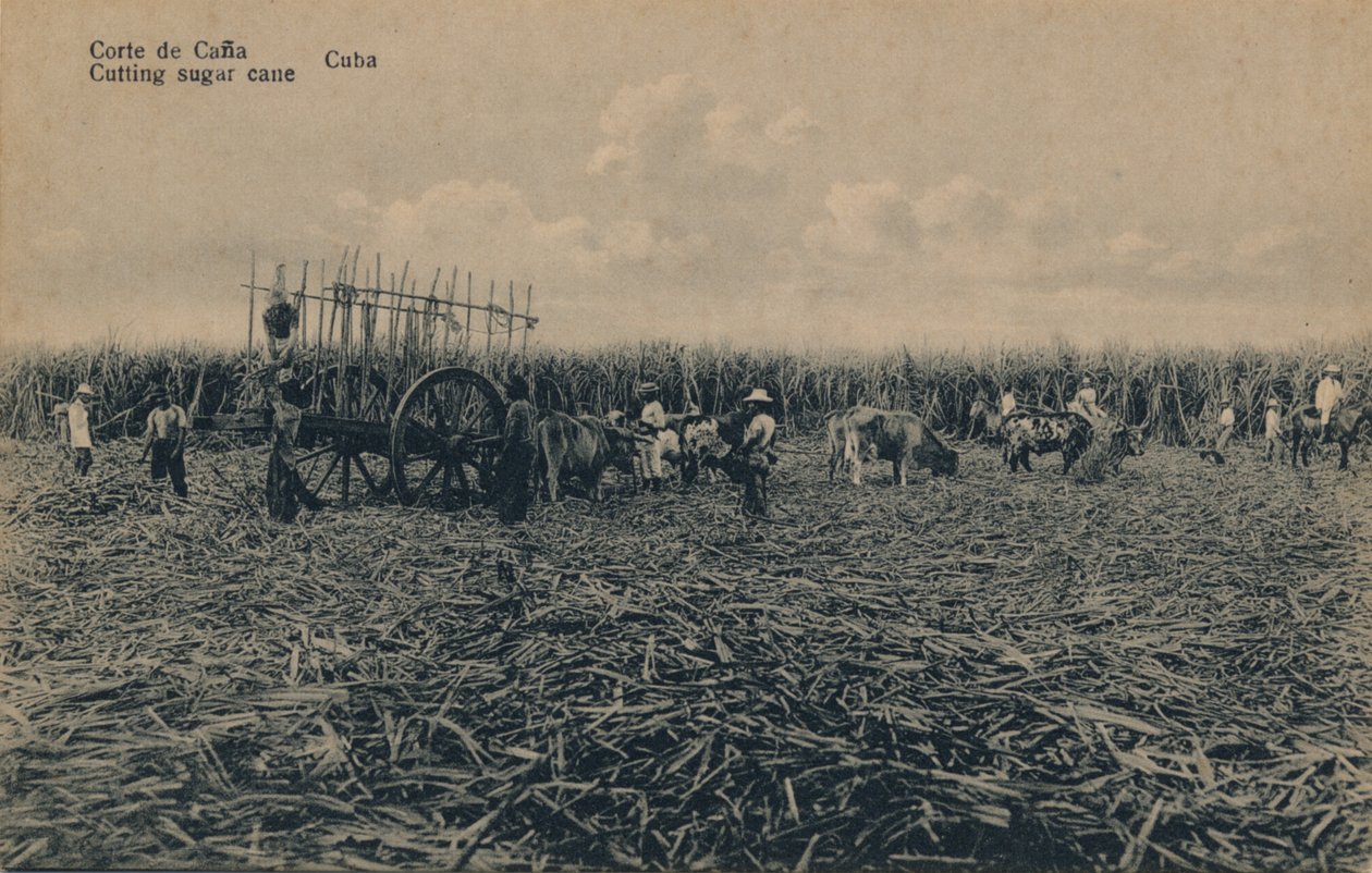 Cana Court – Cukornád vágása – Kuba, c1910 alkotó: Unbekannt