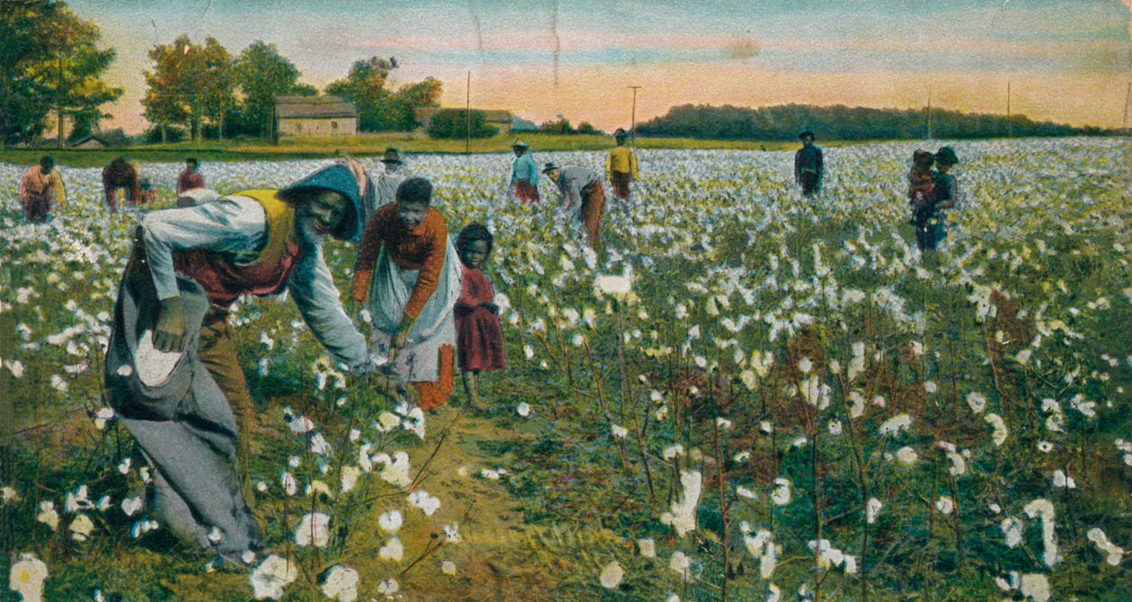 Cotton Picking, Augusta, Georgia, C1900 alkotó: Unbekannt