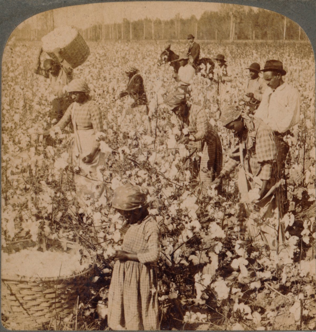 A gyapot a király – ültetvényes jelenet a munka során szedőkkel. Georgia, 1900 alkotó: Unbekannt