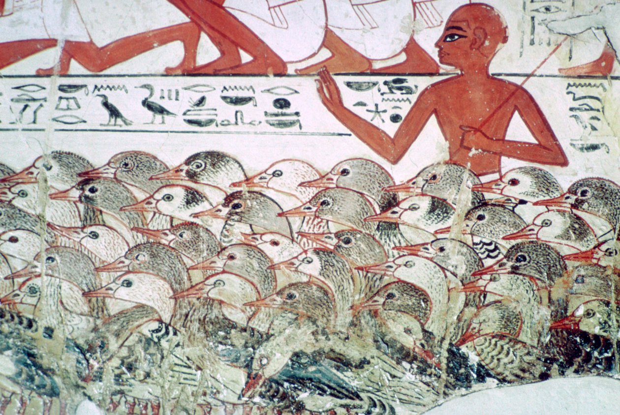 A libák számolása: falfestmény töredéke Nebamun sírjából, Théba, Egyiptom, Kr.e. 1350 alkotó: Unbekannt