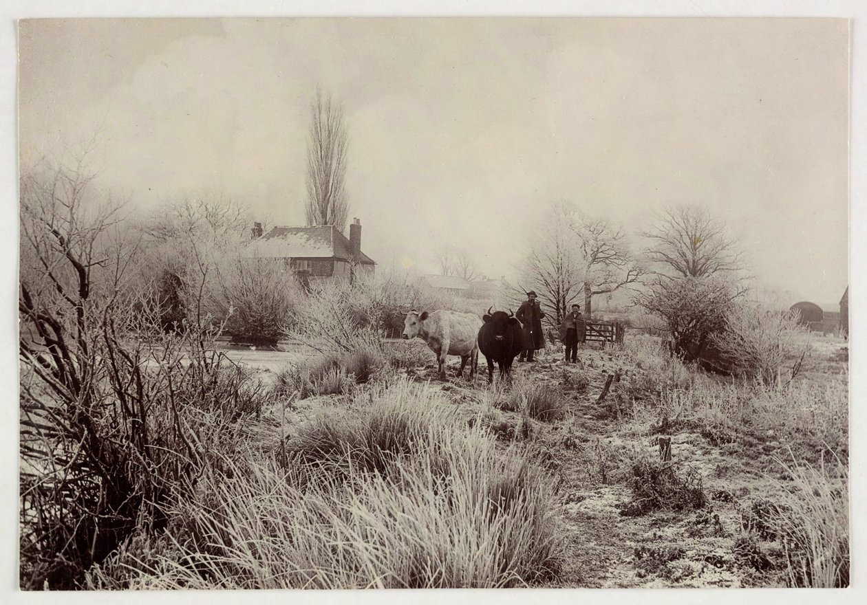 "Tehenek fagyos mezőn", 1890 alkotó: Unbekannt
