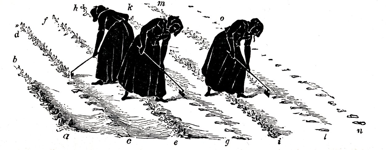 Vetésforgó: fehérrépát ritkító nők, 1855 alkotó: Unbekannt