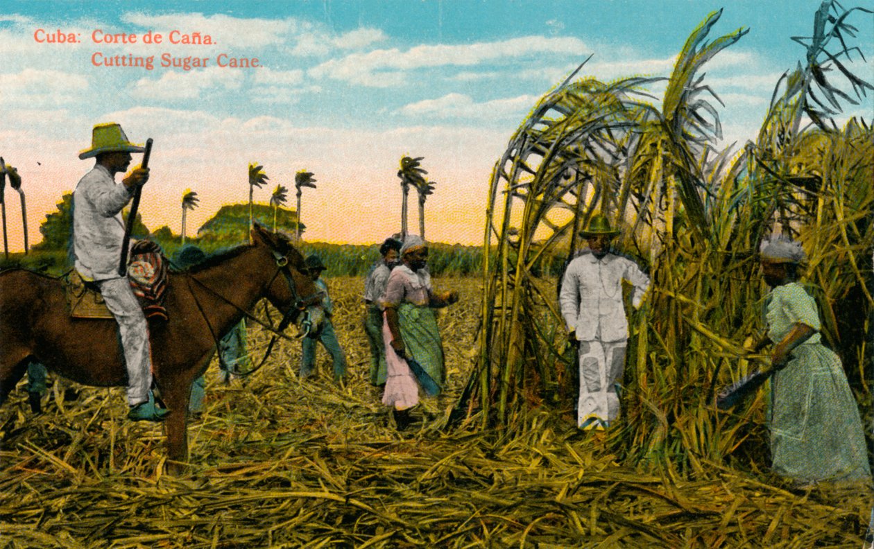 Kuba: Cana kivágása Cukornád vágása, c1910 alkotó: Unbekannt