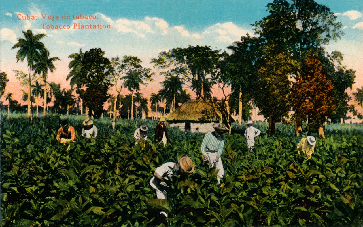 Kuba: Dohány Vega. Dohányültetvény, c1900 alkotó: Unbekannt