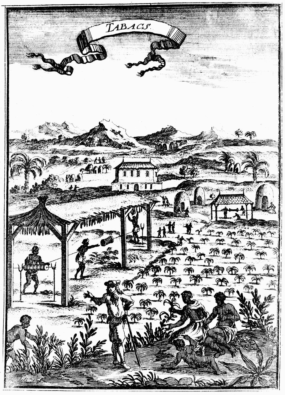 A dohánytermesztés és gyógyítás Nyugat-Indiában rabszolgamunkával, 1686 alkotó: Unbekannt