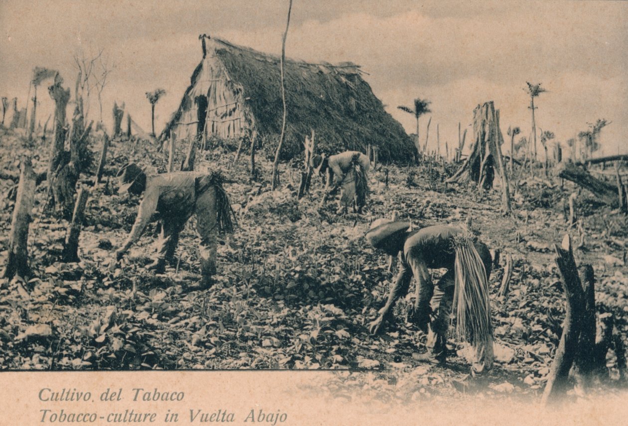 Dohánytermesztés. Dohánykultúra Vuelta Abajoban, 1900 alkotó: Unbekannt