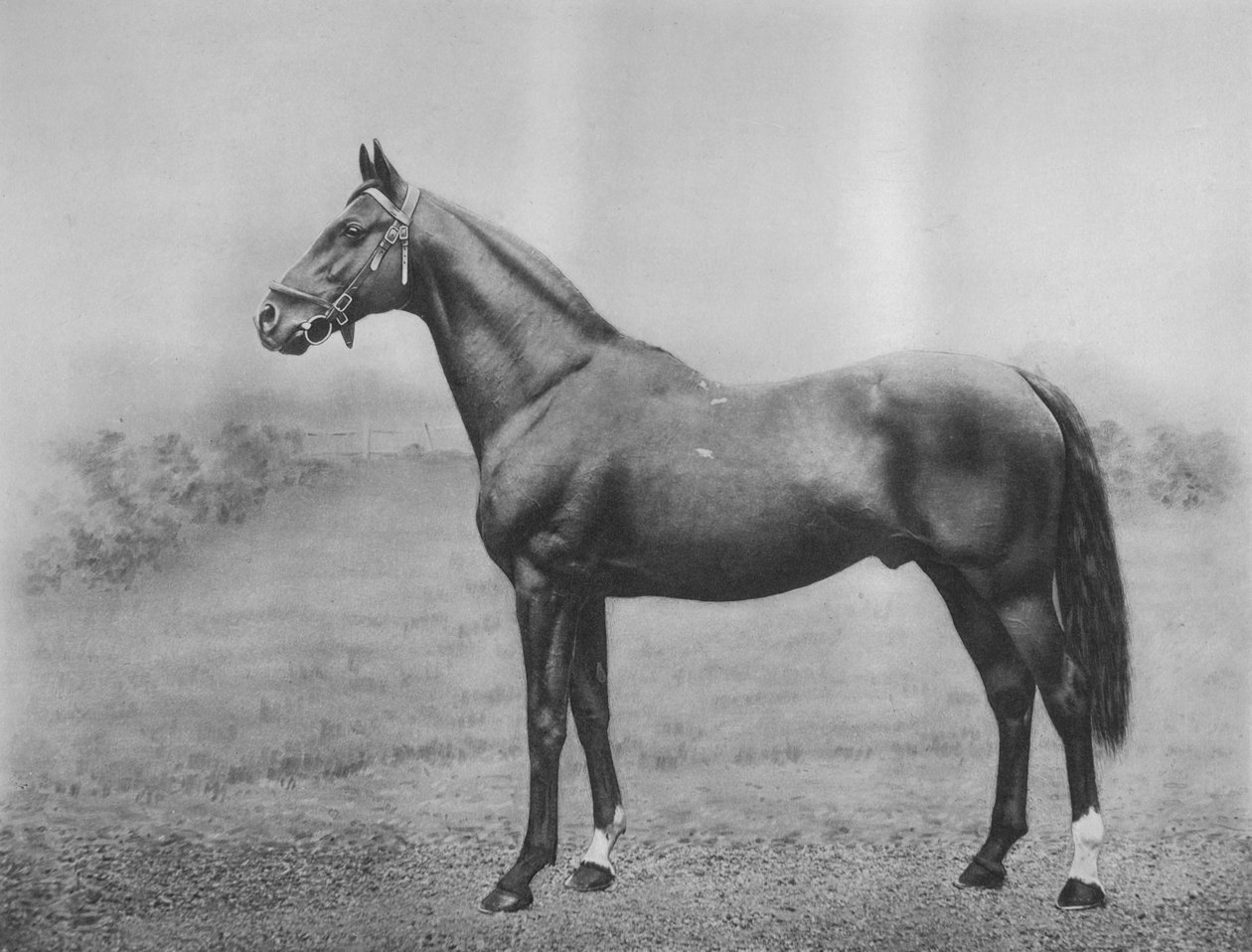 Cyllene, 1911 alkotó: Unbekannt
