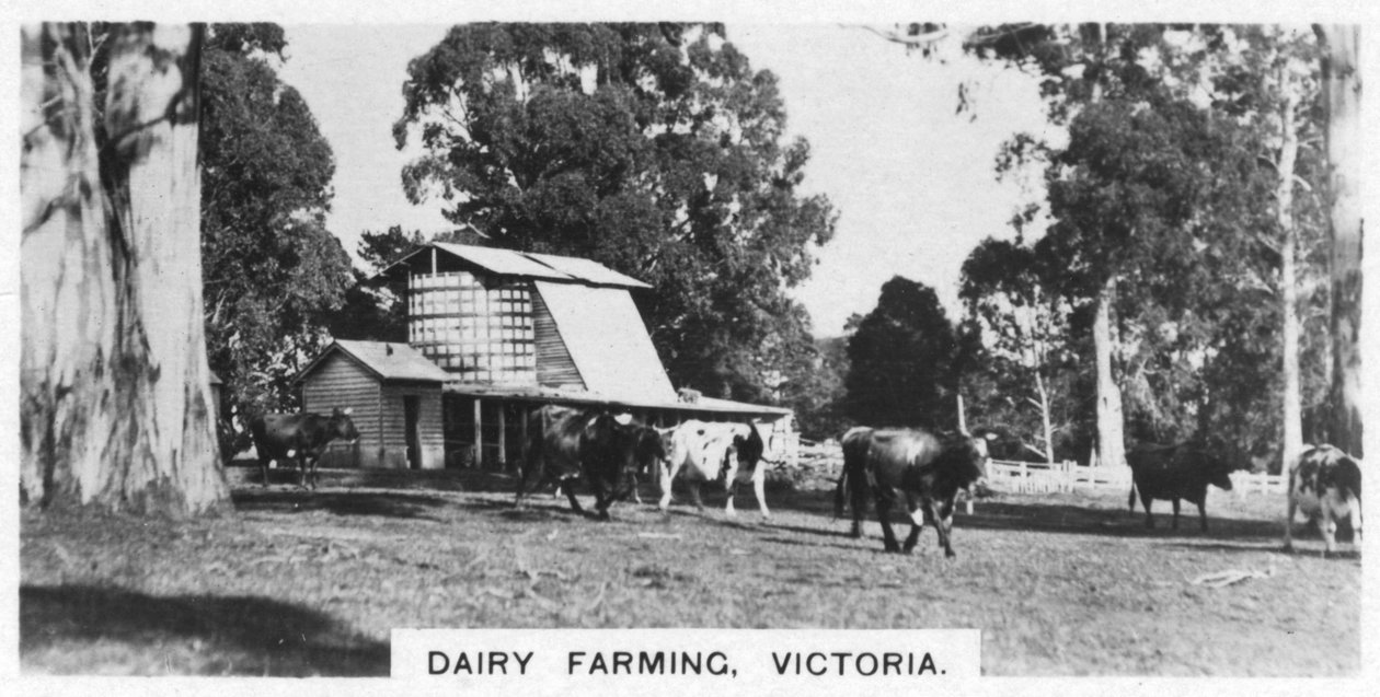 Tejtermesztés, Victoria, Ausztrália, 1928 alkotó: Unbekannt