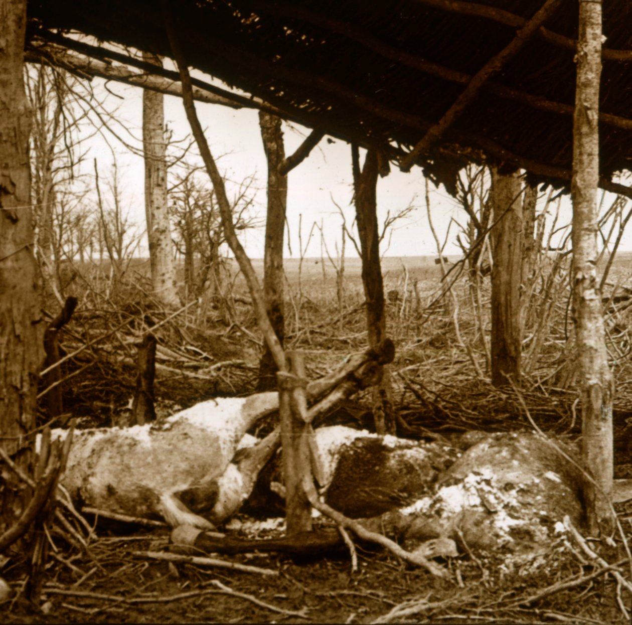 Döglött lovak, Verdun, Észak-Franciaország, 1914-c1918 alkotó: Unbekannt