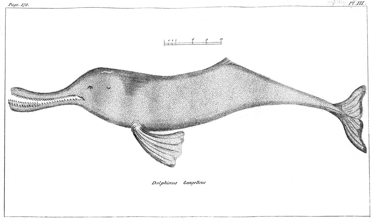 Delphinus Gangeticus Gangesz folyó delfinje, 1799 alkotó: Unbekannt