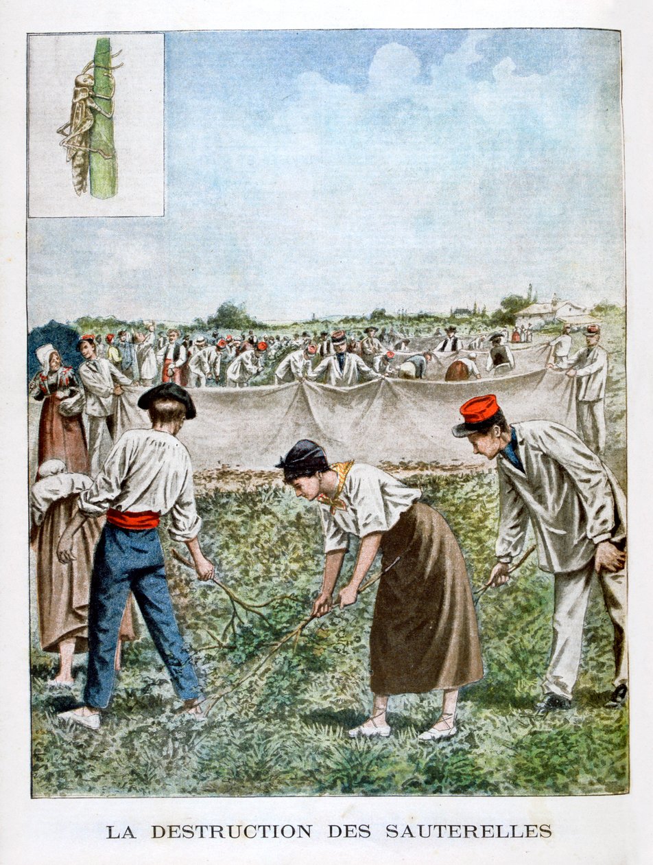 A szöcske elpusztítása, 1901 alkotó: Unbekannt