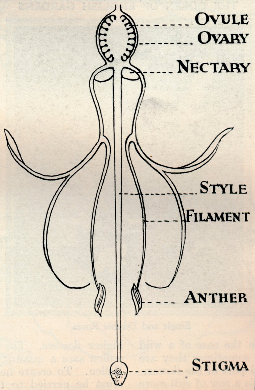 Egy fukszia virág diagramja, amely bemutatja a magok előállításához használt mechanizmust, 1934 alkotó: Unbekannt