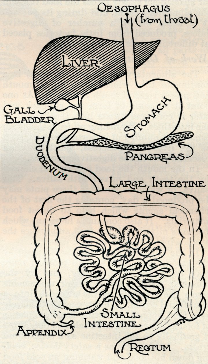 Diagram, amely a tápcsatornát mutatja, amely közvetlenül áthalad a testen, 1934 alkotó: Unbekannt