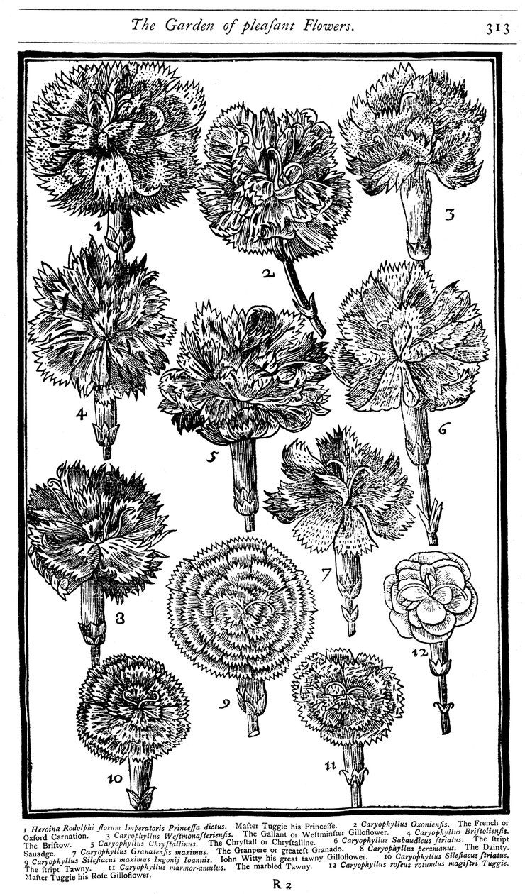 Dianthus szegfű és rózsaszín, 1629 alkotó: Unbekannt