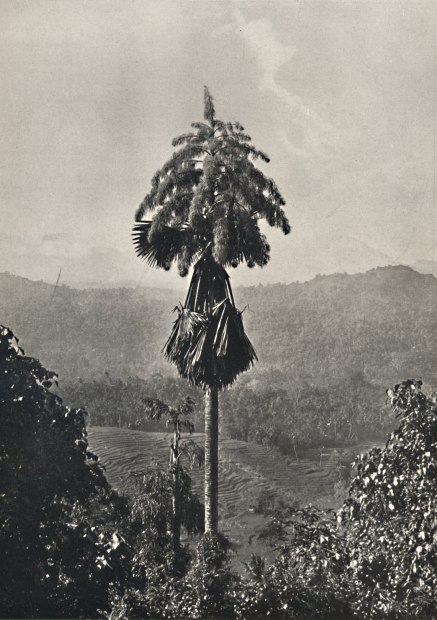 A Talipot Palm Corypha umbraculifera virágban, 1926 alkotó: Unbekannt