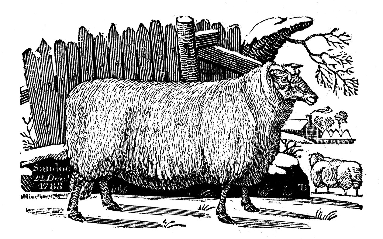 Dishley New Leicester juh, 1811 alkotó: Unbekannt