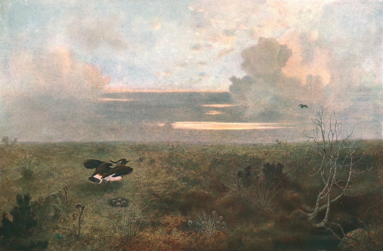 Disturbed: A Lile Rising from Its Nest, 1879, c1902. alkotó: Unbekannt