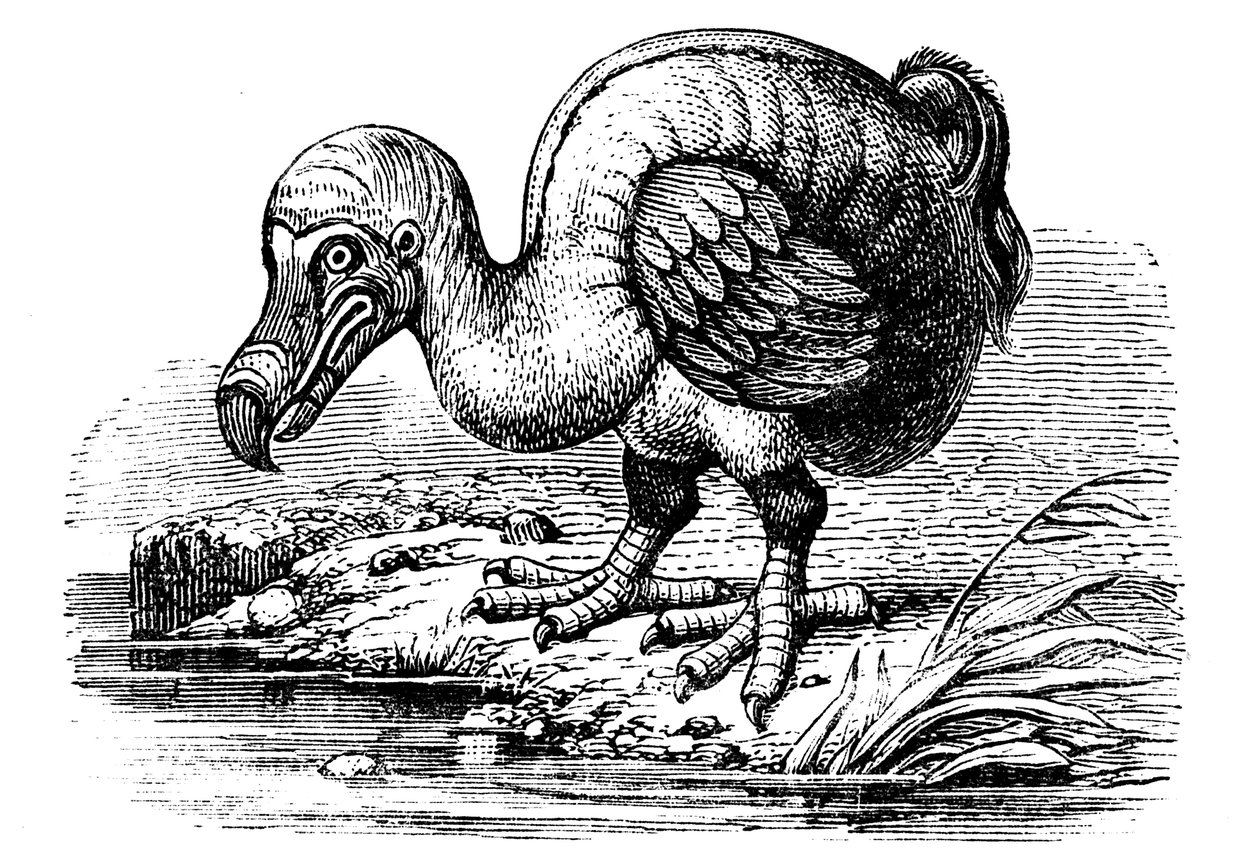 Dodo, 1884 alkotó: Unbekannt