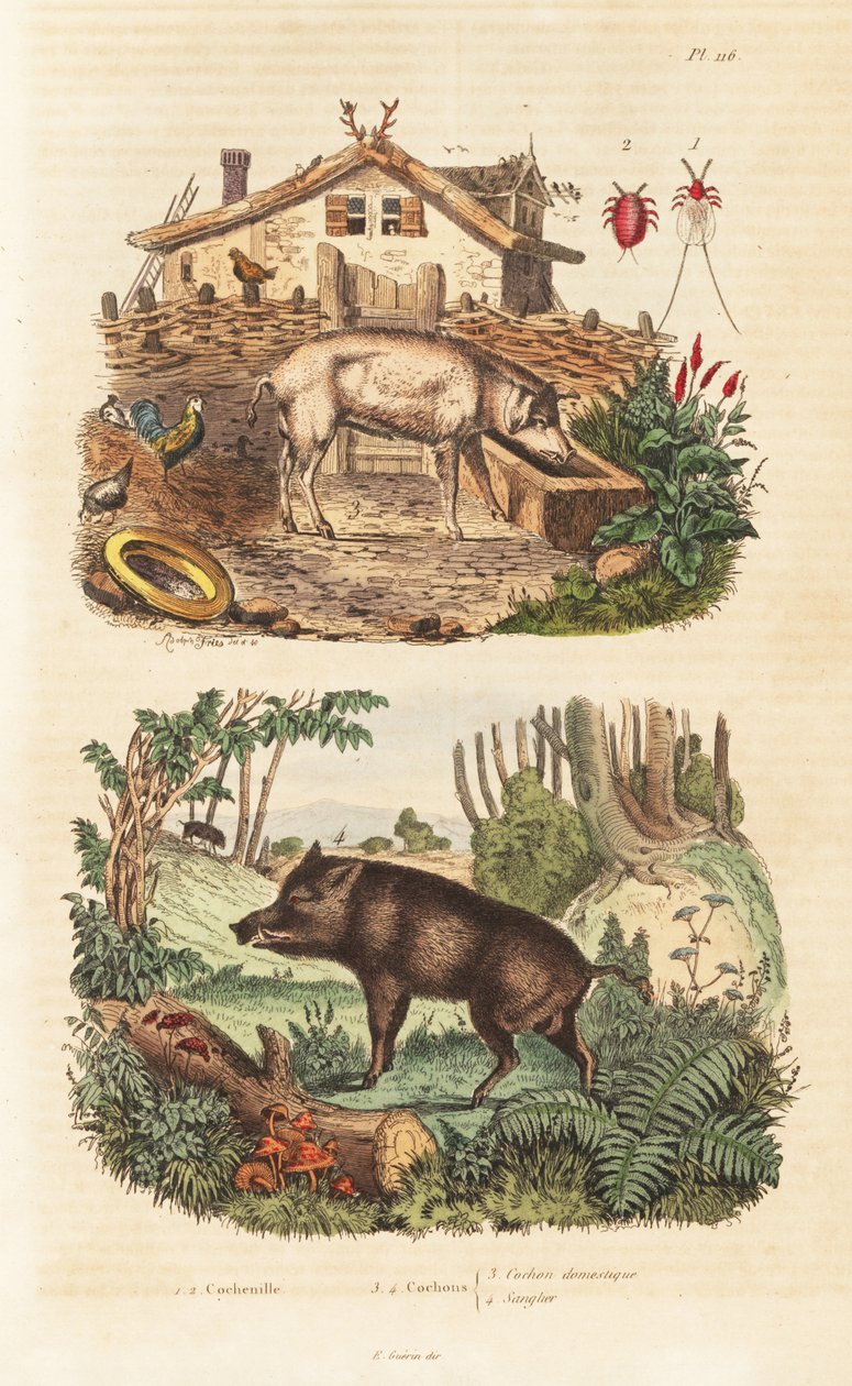 Házisertés, Sus scrofa domesticus 3, vaddisznó, Sus scrofa 4 és kochine bogár, Dactylopius coccus 1,2 alkotó: Unbekannt
