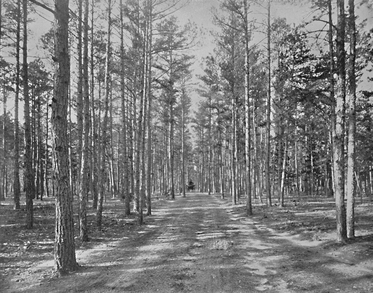 Vezessen be a Piney Woods Parkba, Lakewood, New Jersey, 1897. alkotó: Unbekannt