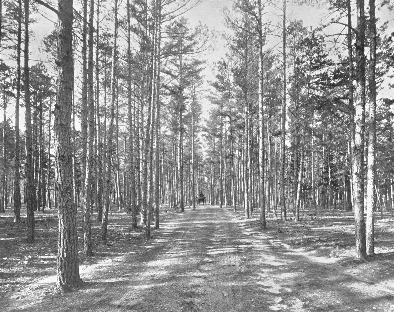 Vezessen Piney Woods Parkban, Lakewood, New Jersey, USA, 1900. alkotó: Unbekannt