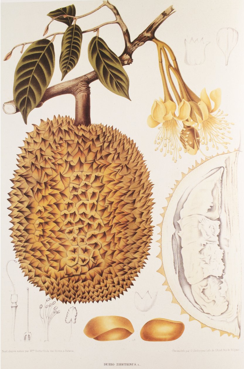 Durio zibethinus/Durian/durion alkotó: Unbekannt