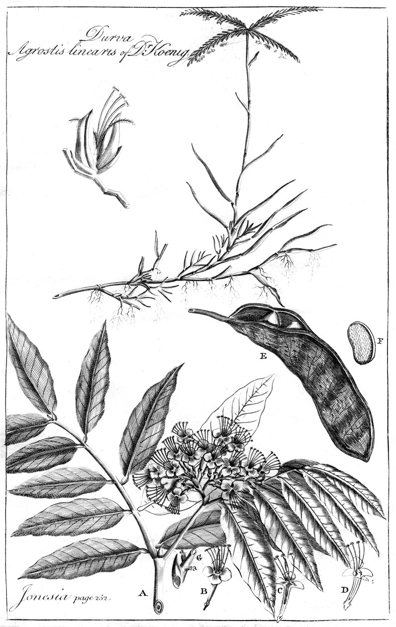 Dr. Koenig Durva Agrostis Linearis, 1799 alkotó: Unbekannt